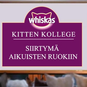 Kitten Kollege: Siirtymä aikuisten ruokiin
