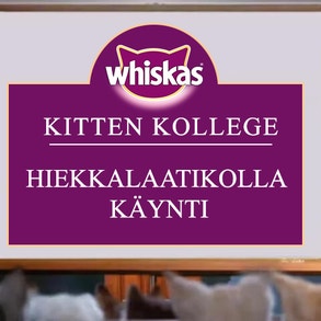 Kitten Kollege: Hiekkalaatikolla käynti