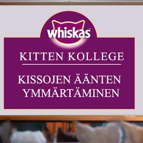 Kitten Kollege: Kissojen äänten ymmärtäminen