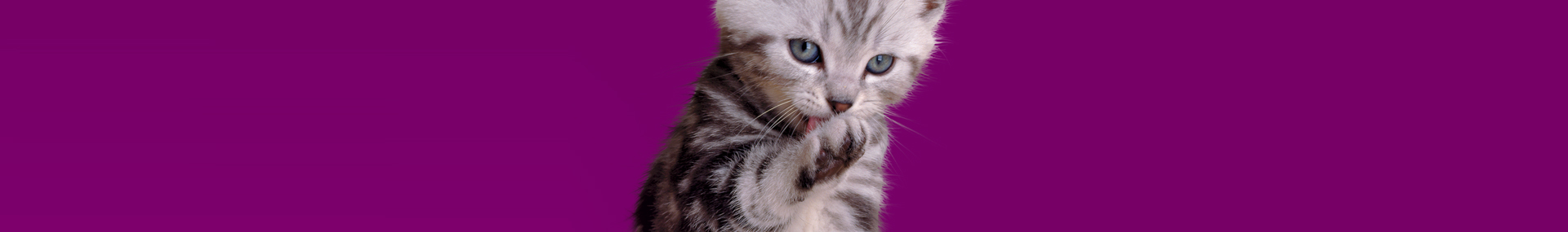 Kitten Kollege